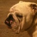 Brutus, mi bulldog